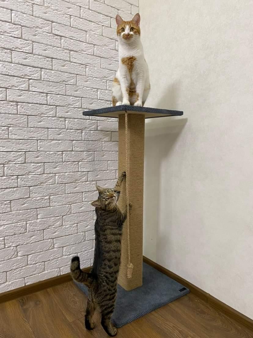 Pazur "Bonia" z kwadratową kolumną, wiertło do pazurów z legowiskiem dla kota, 65/80/100 cm - obrazek 4