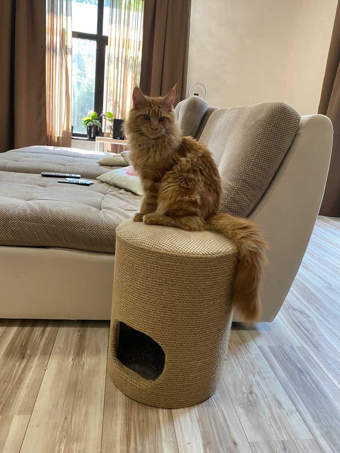 Puf, szafka, nóżka, domek dla kota, miejsce do przechowywania - obrazek 6