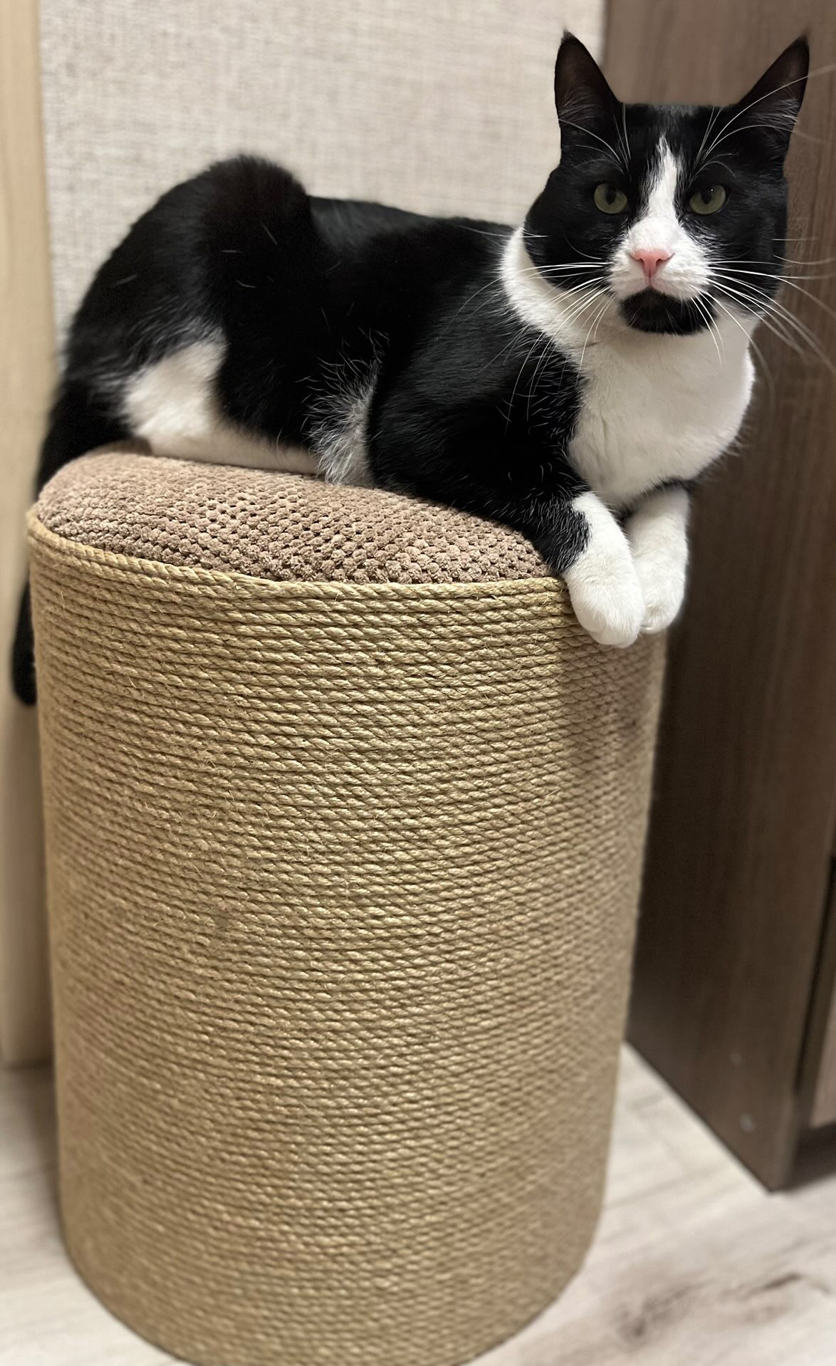 Puf, szafka, nóżka, domek dla kota, miejsce do przechowywania - obrazek 7