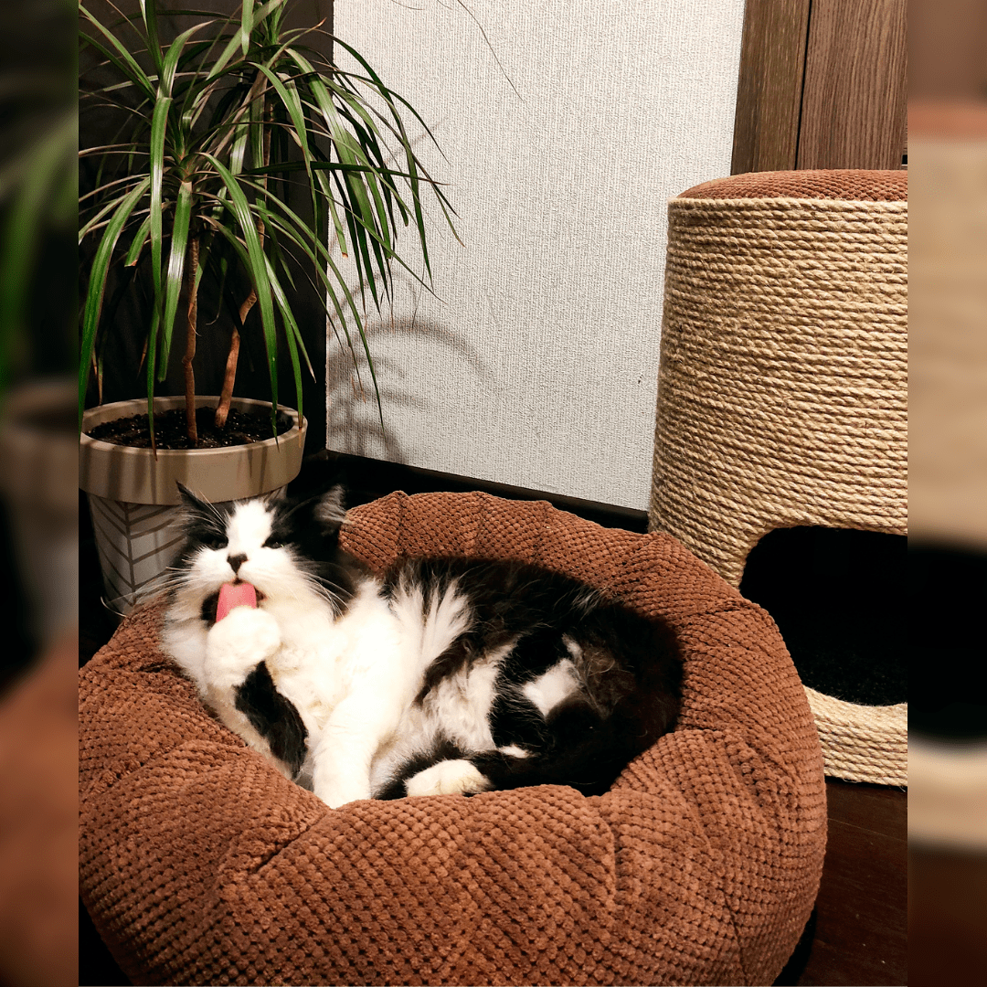 Okrągłe legowisko dla kota/psa "Donut" średnica 52 cm - obrazek 6