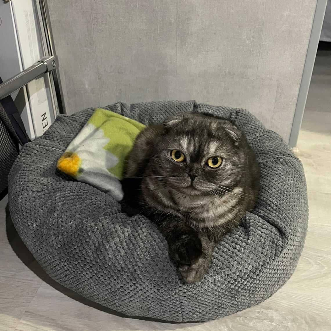 Okrągłe legowisko dla kota/psa "Donut" średnica 52 cm