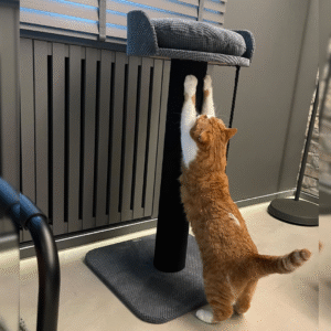 Drapak "Bonia" z okrągłym słupkiem, drapak z legowiskiem dla kota, wykonany z czarnej liny, 90*50*50cm