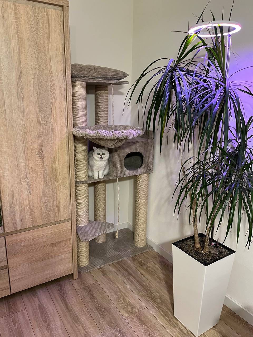 Kompleks pazurów "Elbrus" dla dużych kotów, z dużym legowiskiem, domkiem, hamakiem, do budy, wykonany z sizalu 175*80*50cm - obrazek 3