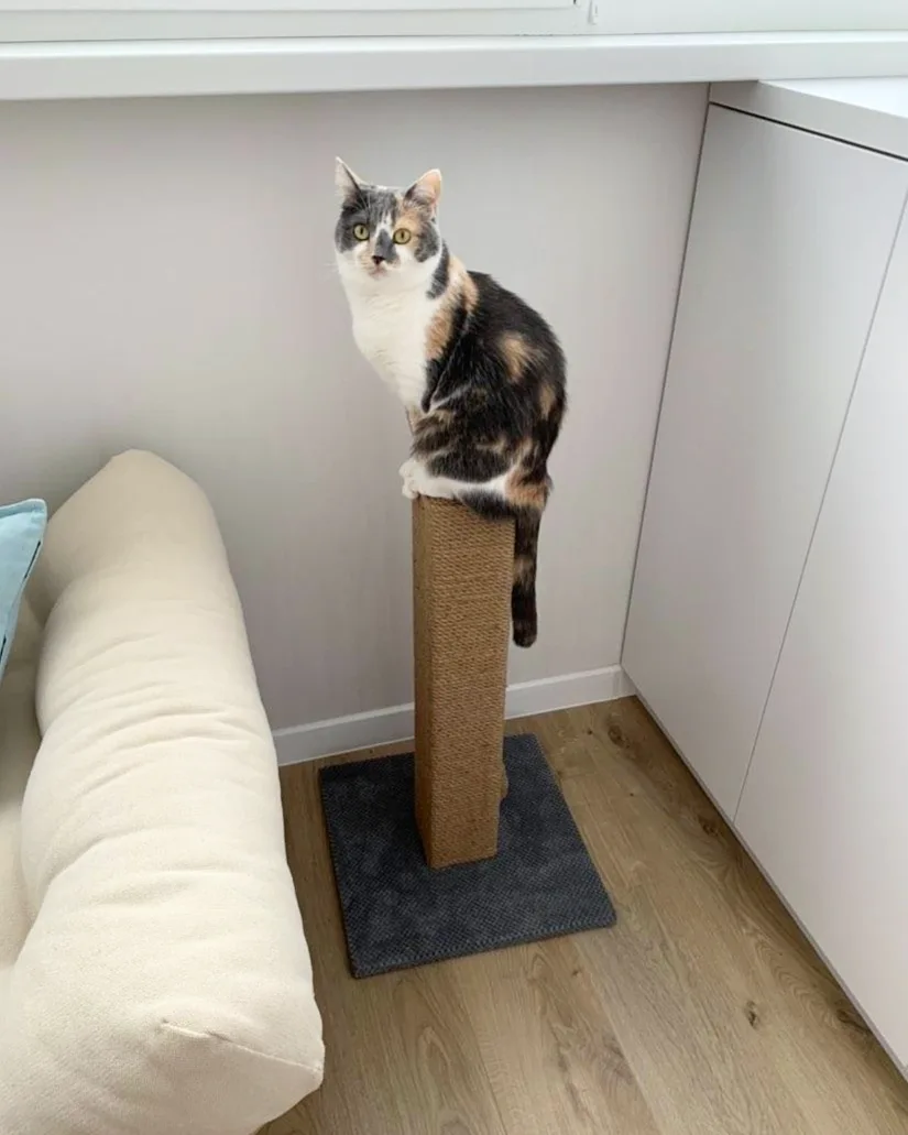 Słupek - kwadratowy pazur, drapak dla kota z zabawką, wykonany z juty, 65/80/100 cm - obrazek 2