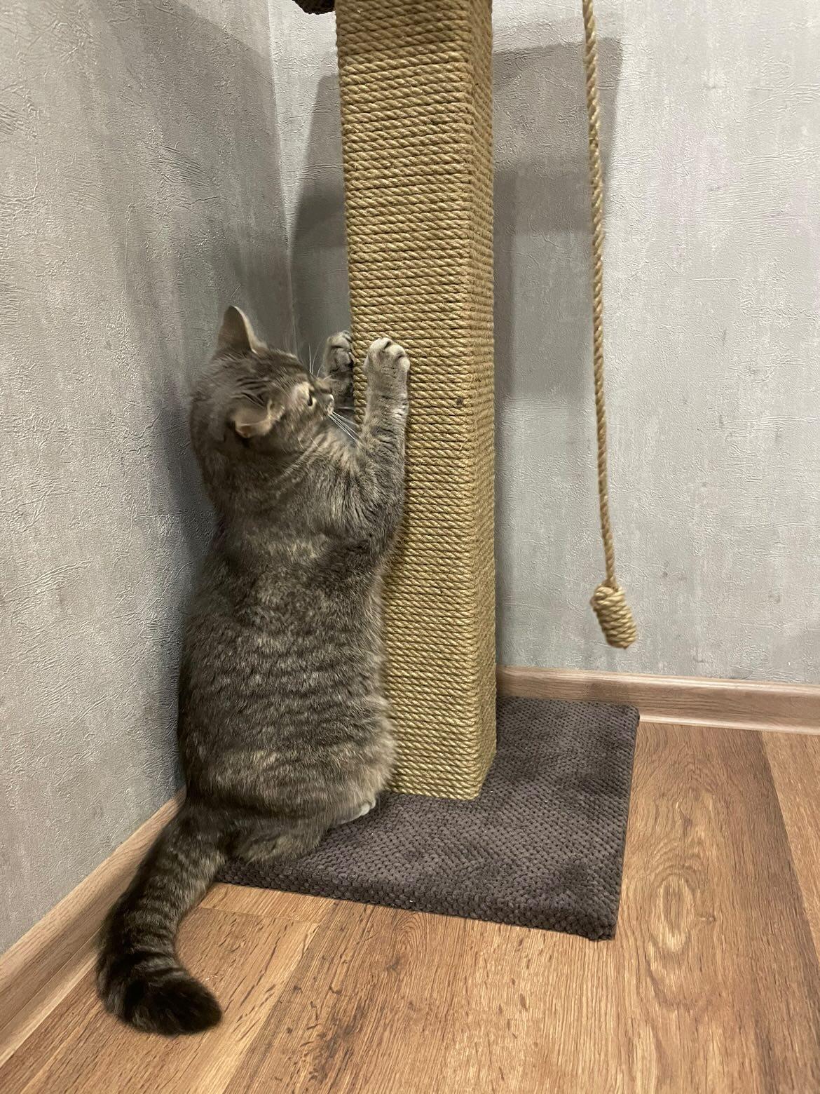 Pazur "Bonia" z kwadratową kolumną, wiertło do pazurów z legowiskiem dla kota, 65/80/100 cm - obrazek 2