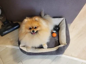 Legowisko dla kotów, legowisko dla kotów i psów, z bokami, prostokątne