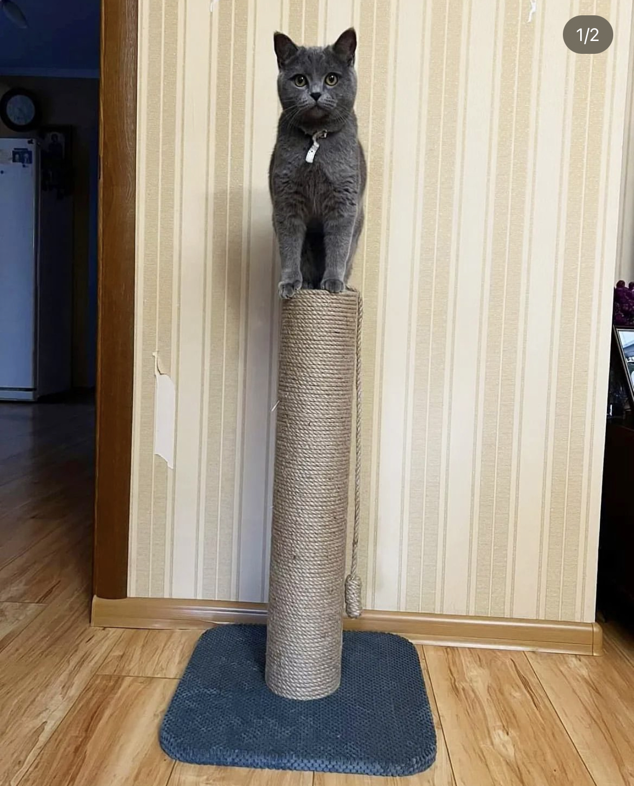 Drapak dla kota, okrągły, wykonany z juta 65/80/100 cm - obrazek 4