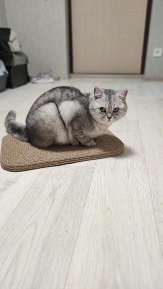 Mata do drapania dla kota, drapak podłogowy - obrazek 3